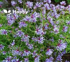 BLUE WOODRUFF - 400 seeds -