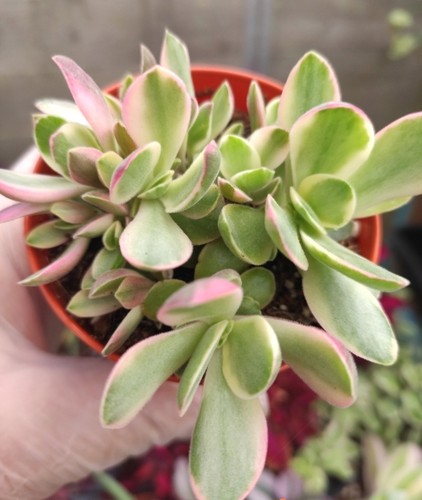 Crassula swaziensis - crassula,