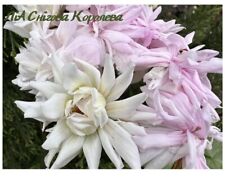 Pelargonium LIA Snow Queen 💫