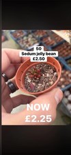 Succulent  collection x 5 all