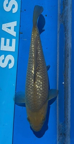Imported japanese koi - japanese,