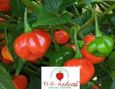 Chilli Atomic Mushroom Red