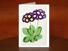 Primula auricula and Bear's