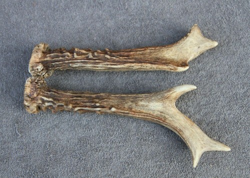 Pair roe deer antlers - pair,