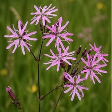 Lychnis flos cuculi ragged - lychnis,