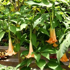 Brugmansia Versicolor - 10