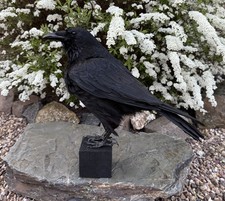 STUNNING TAXIDERMY XL CROW