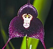 10 pcs Monkey Face Orchid Seeds fresh monkey face seeds Uk Seller 