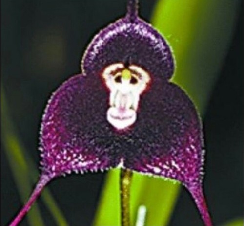 Pcs monkey face - 10, orchid