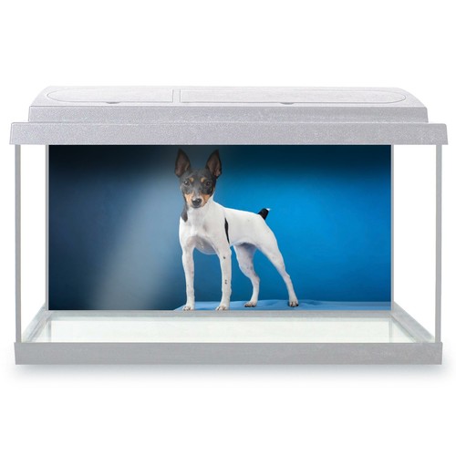Fish tank background 90x45cm - fish,