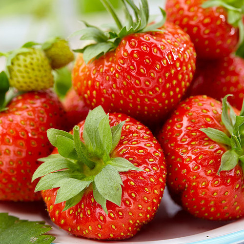 Strawberry korona early - 'korona',