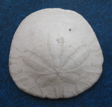 2 1/2" SAND DOLLAR SEASHELL