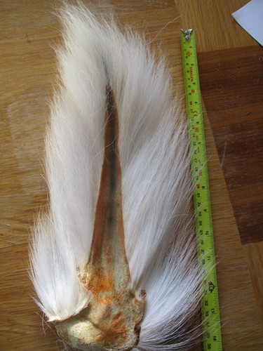Buck tail whole - buck, premium