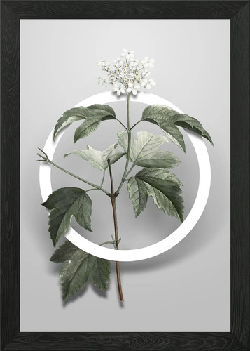 Guelder rose flower circle - rose,