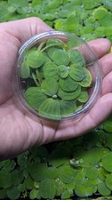 4x Dwarf Water Lettuce