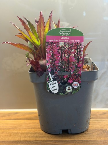 Lobelia starship deep rose - lobelia,
