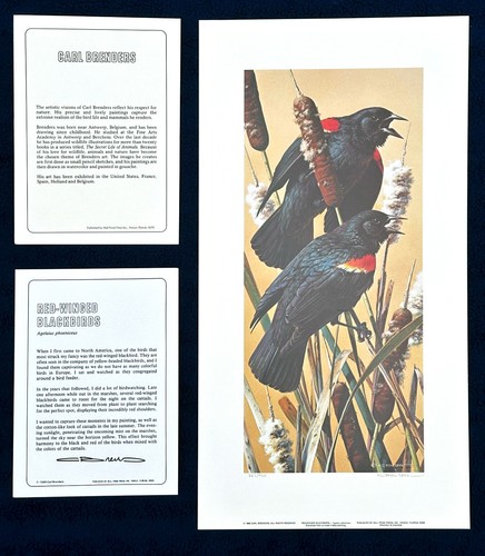 Red winged blackbirds - "red-winged, blackbirds"