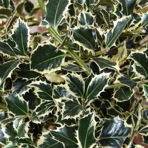 Holly argentea marginata - holly, marginata'