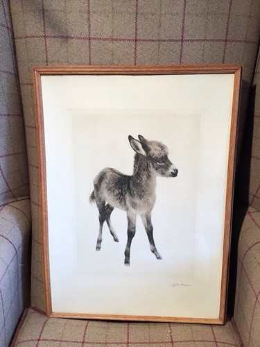 Kurt meyer eberhardt foal - meyer,
