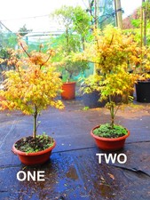 28inch inc. pot OUTDOOR Bonsai