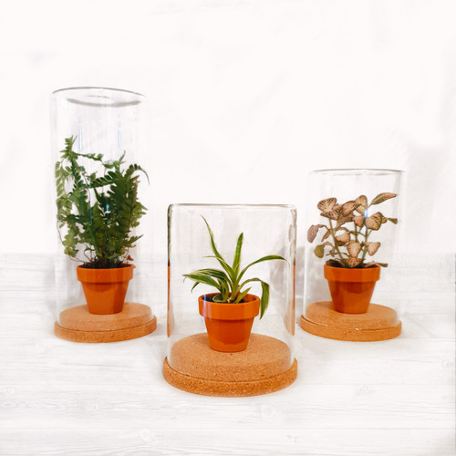The glass cloche selection - glass,