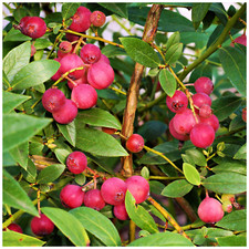 Blueberry Pink Lemonade Plant / Vaccinium in 9cm Pot, Tasty Pink Berries