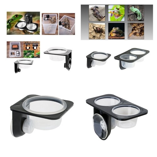 Pet reptile gecko - food, water