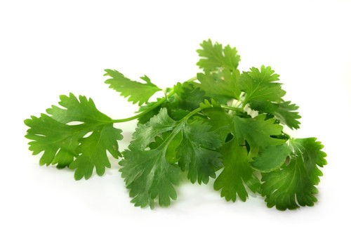 Coriander calypso 2000 - calypso, –
