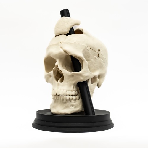 Phineas gage skull replica - gage,