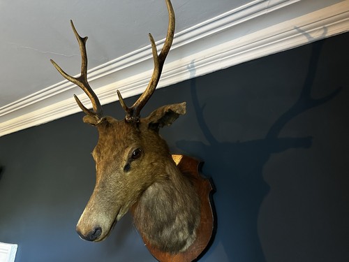 Vintage large red deer - vintage,