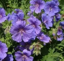 6 X Hardy Geranium x magnificum 'Blue Blood' Perennial, plug Plants