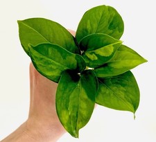 1 x Global Green Pothos plant cuttings | READ DESCRIPTION | Epipremnum