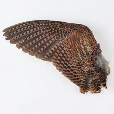 Dried Woodcock Wing, Frame