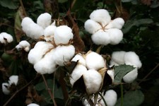 Upland Cotton Seeds, Gossypium hirsutum, 15 or 30, American Mexican Cotton, EASY