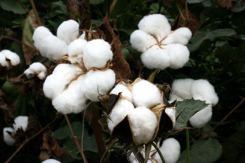Upland cotton seeds gossypium - upland,