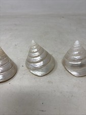 Natural Mother Of Pearl Conch Cone Shells - Set Of 3