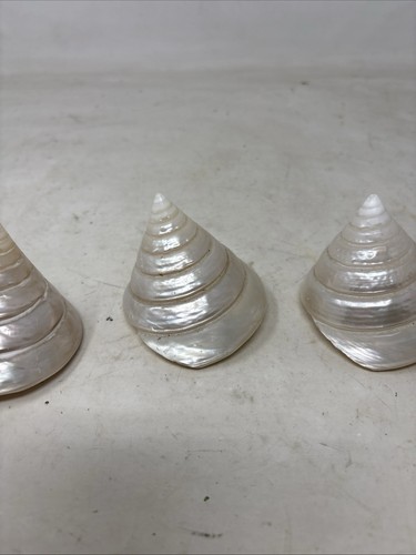 Natural mother pearl conch - natural,