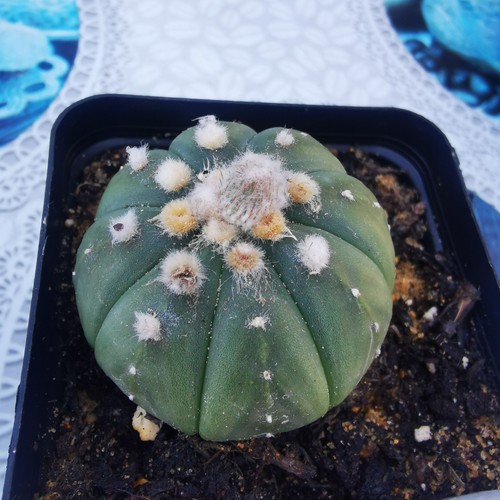 Astrophytum asterias