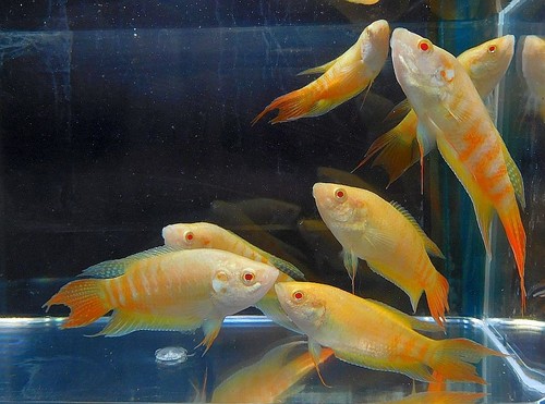 Group albino paradise - of,