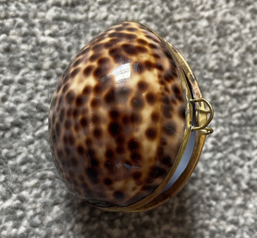 Vintage tiger cowrie sea - vintage,
