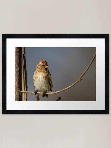 Redpoll framed art print - redpoll,