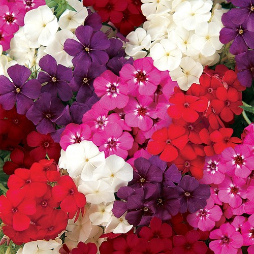 Phlox 21st century mix - phlox, vibrant