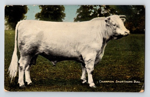 Rural animals champion - animals.,