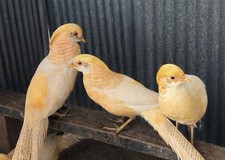 *8* Peach Golden Pheasant