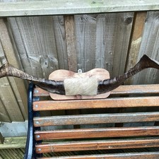 Goat/Ram Horns On Hardwood Shield. 63cm Wide. Real Hide Mount.
