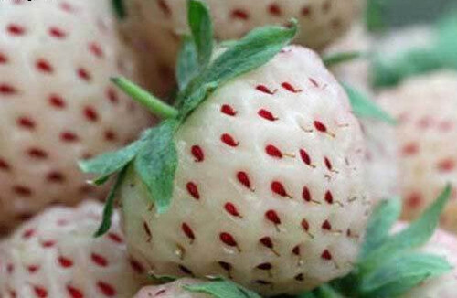 White pineberry - pineberry,