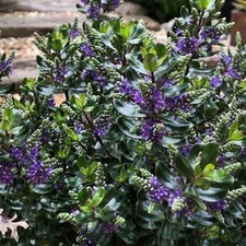 Hebe Joan Mac   Evergreen