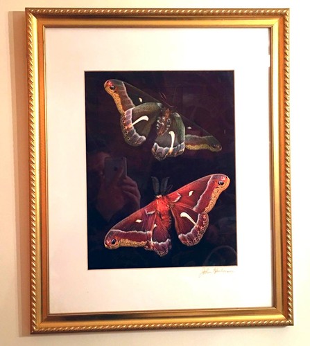 Butterfly photograph artist - photograph,