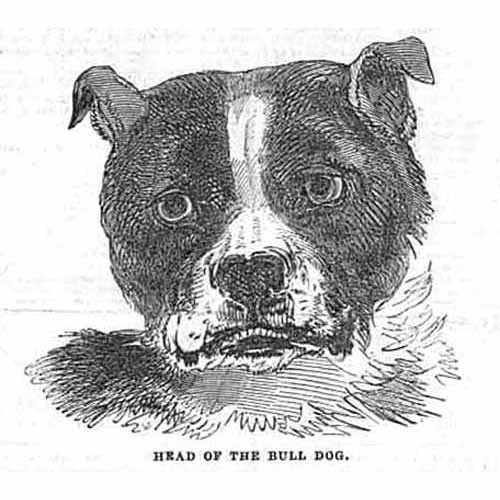 Head the bull dog - bull, antique