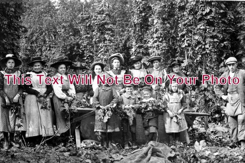 178 hop pickers - 178,